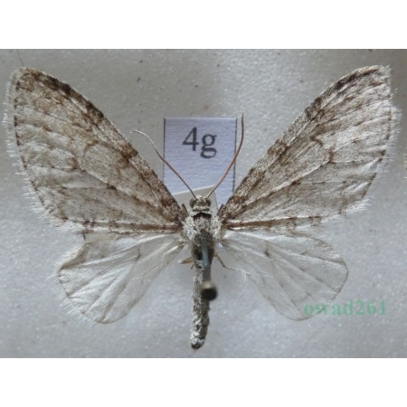 Trichopteryx carpinata (Borkhausen, 1794) Płatynka grabówka Czech4g